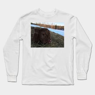 Scottish Highland Cattle Calf 1722 Long Sleeve T-Shirt